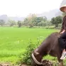 Thu hút khách quốc tế từ mô hình du lịch trải nghiệm