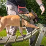 Những chú chó xứ Wales góp phần đẩy lùi nạn săn trộm tại châu Phi