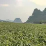 Quảng Bình: Mưa đá kèm lốc xoáy làm tốc mái 12 nhà dân