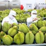Tín hiệu tích cực từ thị trường xuất khẩu nông lâm thủy sản