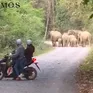 Xuất hiện đàn voi rừng đi vào khu dân cư ở Đồng Nai