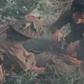 Phim tài liệu 'Những mái tóc dài trong lửa đạn' - Những cô gái ở ngay vòng sau của tuyến lửa