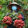 3 mã vùng trồng vải thiều Bắc Giang đủ điều kiện xuất sang Hoa Kỳ