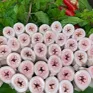 Lòng se điếu hiếm và đắt, dài vài chục mét là điều khó tin