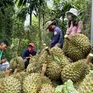 Xuất khẩu rau quả giảm lần đầu sau hai năm