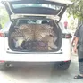 Khởi tố tài xế ô tô chở bộ da báo hoa mai đem bán