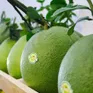 Trái bưởi tươi Việt Nam vào thị trường Australia
