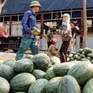 Dưa hấu mất mùa, giảm giá