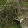 Hai người đàn ông bị kết án vì chặt cây Sycamore Gap nổi tiếng tại Anh