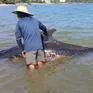 Ngư dân Quảng Ngãi chôn cất cá voi "lụy bờ" theo phong tục truyền thống