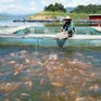 Thanh Hóa: Nuôi cá lồng trên hồ thủy điện – sinh kế mới cho người dân vùng cao