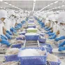 Giữ đà tăng trưởng xuất khẩu thủy sản