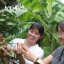 Nhãn chín sớm giá cao gấp đôi nhãn chính vụ