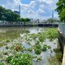 TP Hồ Chí Minh: Nguyên nhân cá chết trắng trên kênh Nhiêu Lộc Thị Nghè