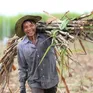 Doanh nghiệp mía đường điêu đứng vì đường lậu