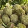 Sầu riêng trúng mùa nhưng rớt giá