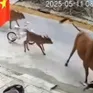 Cháu bé đang đứng chơi trước cửa nhà thì bị bò thả rông húc ngã