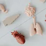 In 3D ngay trong cơ thể bằng sóng siêu âm