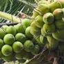 Tăng thêm lợi thế cạnh tranh cho dừa Việt Nam