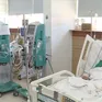 Nhiều người nguy kịch vì sơ cứu sai khi bị rắn cắn