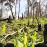 Gần 128.000 ha đất lâm nghiệp bị lấn chiếm ở Đắk Lắk