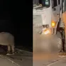 Hình ảnh voi mẹ bất lực nhìn con chết dưới bánh xe tải gây xúc động mạnh