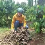 Đắk Lắk: Nhiều hộ dân bị cắt trộm hồ tiêu nghi để làm cây giống