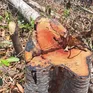 Kon Tum: Điều tra vụ phá gần 1 héc ta rừng tại khu vực biên giới
