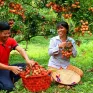 Vải vào vụ sớm, đơn hàng xuất khẩu tăng vọt