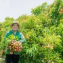Nông dân ở Đắk Lắk "trúng đậm" vì vải thiều được mùa được giá