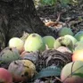 Giá xoài Úc chỉ còn… 1.000 đồng/kg