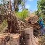 Kon Tum: Chỉ đạo điều tra làm rõ vụ phá gần 1 ha rừng tại khu vực biên giới