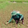 Thi công đường gây hư hỏng mương dẫn nước, nhiều ruộng lúa ở Hòa Bình trước nguy cơ mất trắng