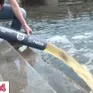 Thụy Điển: Thả cá hồi để phục hồi hệ sinh thái
