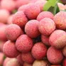 Được mùa vải, 700 tấn có đơn hàng xuất khẩu