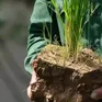 Cánh đồng khô cháy ở Thung Nai: Mương hỏng, lúa chết, dân chờ nước