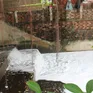 Đồng Nai: Suối Bà Lúa sủi bọt trắng, nghi xả thải công nghiệp