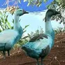 Nước sông ở Brazil bất ngờ chuyển màu xanh