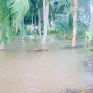 Trà Vinh công bố tình huống khẩn cấp sạt lở đê bao khu vực Cồn Hô