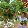 Rộng mở thị trường xuất khẩu vải thiều