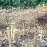 Quảng Bình: Xử phạt 37,5 triệu đồng đối với một cá nhân về hành vi phá rừng trái phép