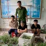 Phát hiện "vườn" cần sa 317 cây trong nhà dân tại Hải Phòng