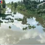 Cá sấu nổi trên kênh ở Long An, chính quyền cảnh báo khẩn