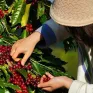 Giá cà phê tăng mạnh