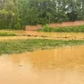 Mưa xối xả 2 ngày ở Thái Nguyên, lúa, hoa màu ngập úng, trường học tốc mái