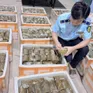 Phú Yên: Phạt 17 triệu đồng, buộc tiêu hủy 1 tấn chả chay không rõ nguồn gốc