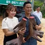 Độc đáo cặp nhung nai "khủng" ở Nghệ An giá gần 100 triệu đồng