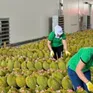 Kiến nghị gỡ khó xuất khẩu sầu riêng sang Trung Quốc