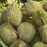 Phó Thủ tướng yêu cầu xử lý thông tin  "Sầu riêng vẫn loay hoay giải quyết chất vàng O"