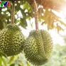 Kiểm soát chất cấm để giữ ''hộ chiếu'' cho sầu riêng